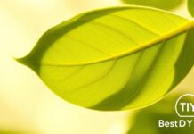 DIY Green Tea Toner: Refresh & Rejuvenate Your Skin DIY Green Tea Toner