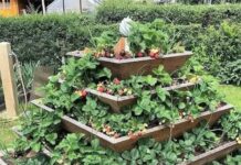 19 Must-Try Gardening & Outdoor DIY Projects. Gardening & Outdoor DIY