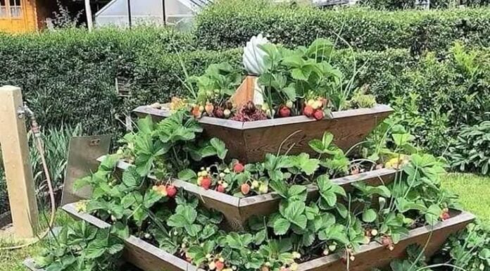 19 Must-Try Gardening & Outdoor DIY Projects. Gardening & Outdoor DIY
